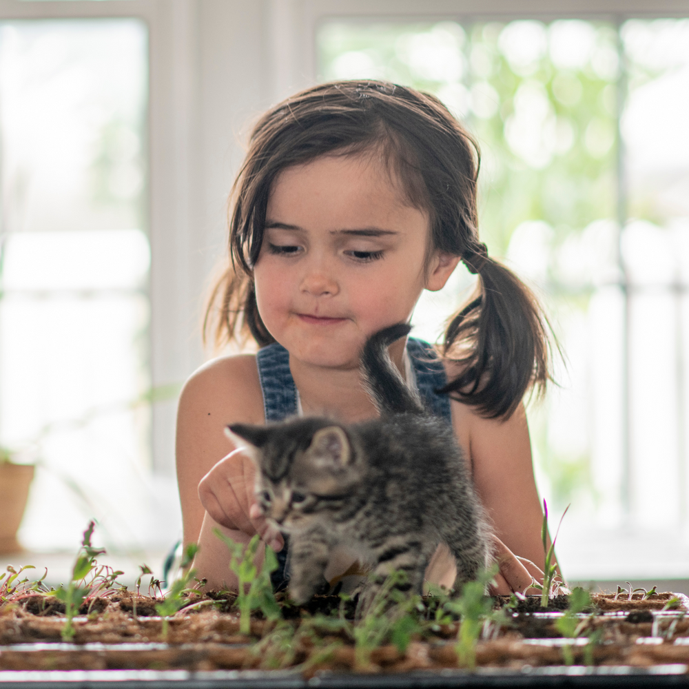 10 Safe Indoor Plants for Your Pets and Kids